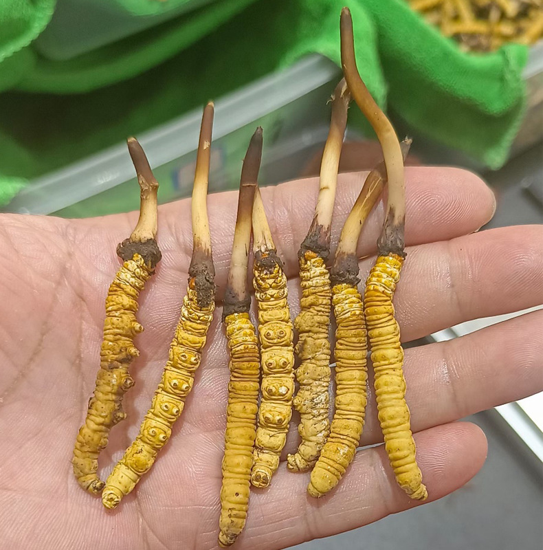 Kaiyun：虫草有培植的吗(图1)