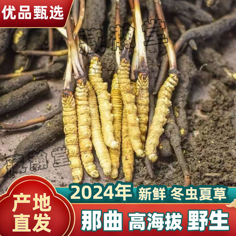Kaiyun：《农广天地》 20140811 蚕虫草人工栽培技术 菊苣芽球工厂化栽培(图1)