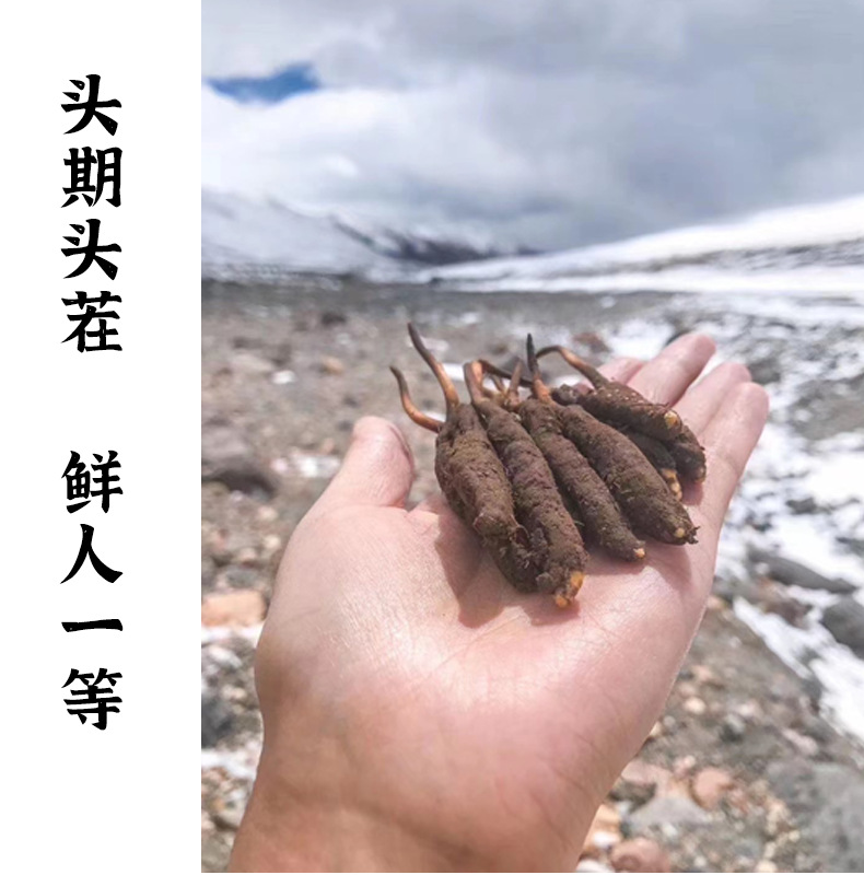 Kaiyun：西藏那曲市：在风雪高原上成功植树1199亩环境保护新进展(图1)