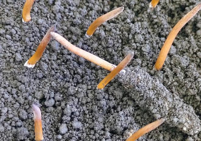 宜昌为何能有一批世界级农业：繁育虫草养殖鲟鱼柑橘魔芋深耕大健康(图2)