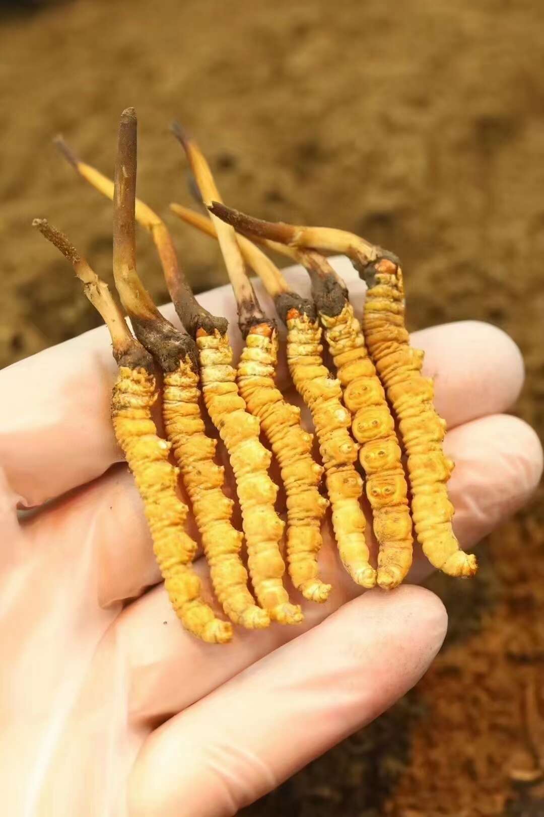 冬虫夏草的种植方法 冬虫夏草栽培技术介绍(图1)