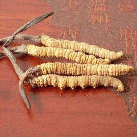 Kaiyun：日产8吨！广饶也产虫草？揭秘“智慧”虫草的高科技成长日记！(图1)