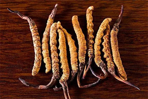 来说说虫草的栽培技术(图1)