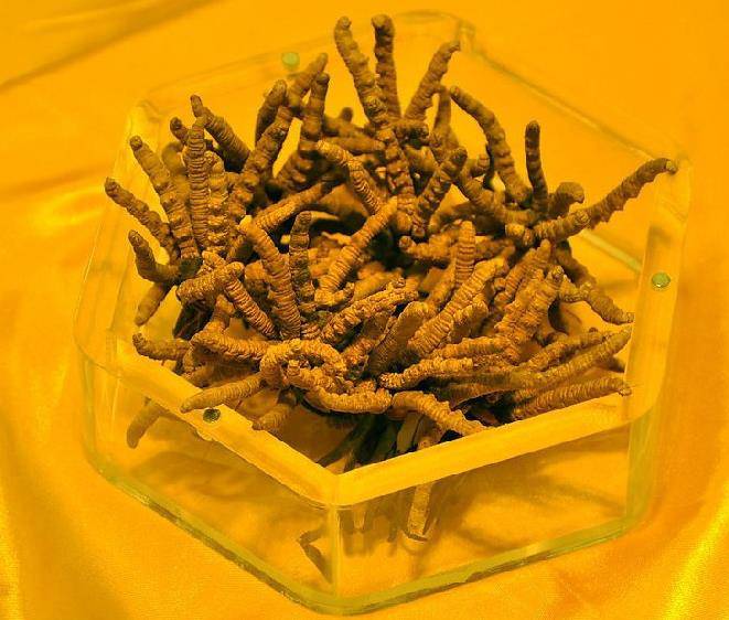 虫草菌培育 - 道客巴巴(图1)