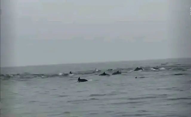 Kaiyun：100余头！深圳一海域惊现海豚群(图3)