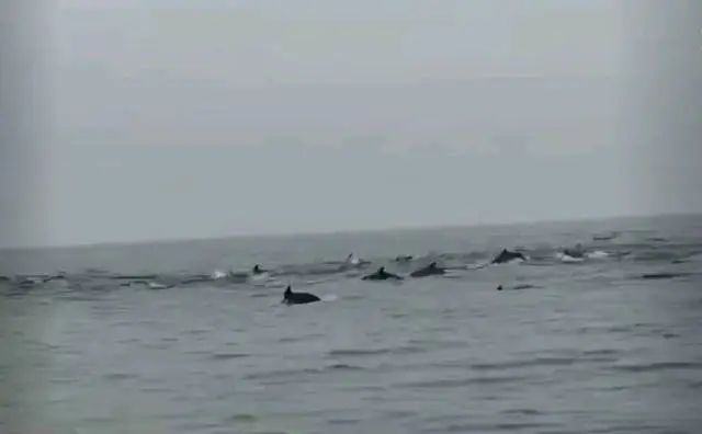 Kaiyun：100余头！深圳一海域惊现海豚群(图1)
