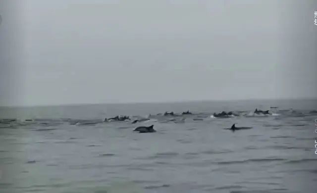 Kaiyun：100余头！深圳一海域惊现海豚群(图4)