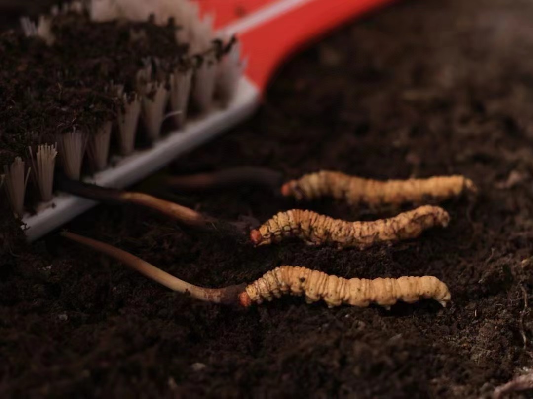 2024年青海冬虫夏草出口量出口值双居中国第一(图1)