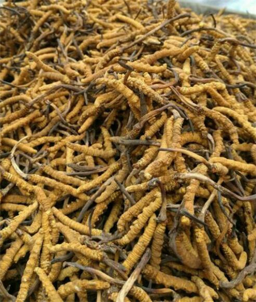 Kaiyun：作为土生土长湖北人 第一次听说湖北产冬虫夏草(图1)