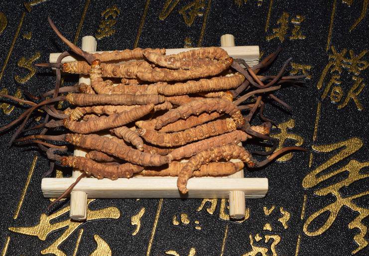 山东广饶：技术人员室内培育北冬虫草(图1)
