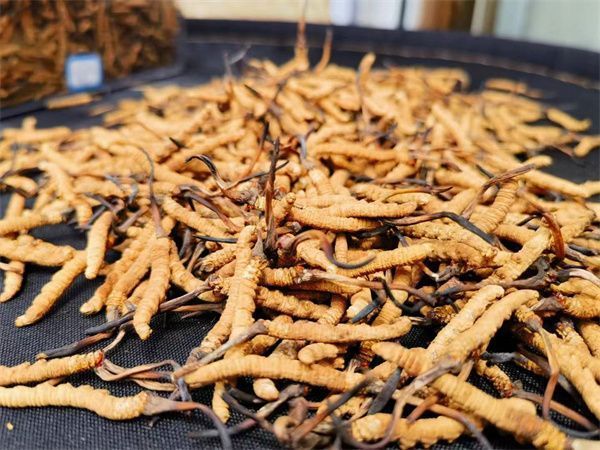 Food Biosci青海大学转录代谢解码人工虫草为何缺了那缕高原魂(图1)