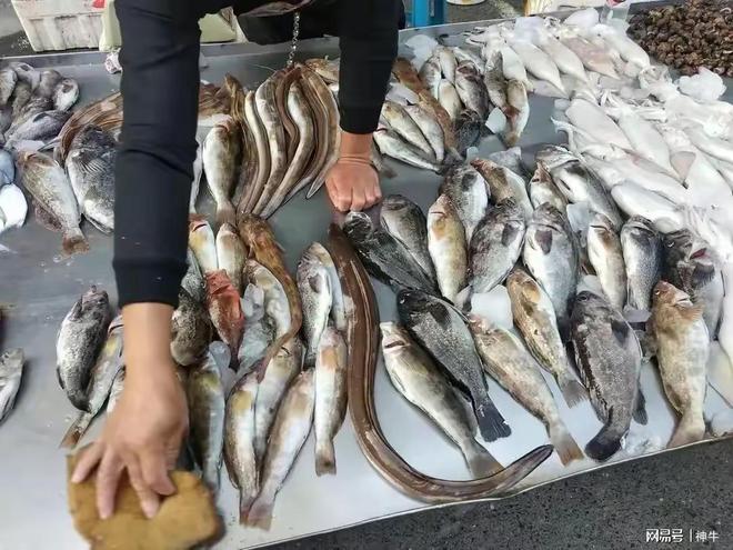 奇怪！休渔期已开始为啥还有野生海鲜卖？鱼贩：4个原因很现实(图3)