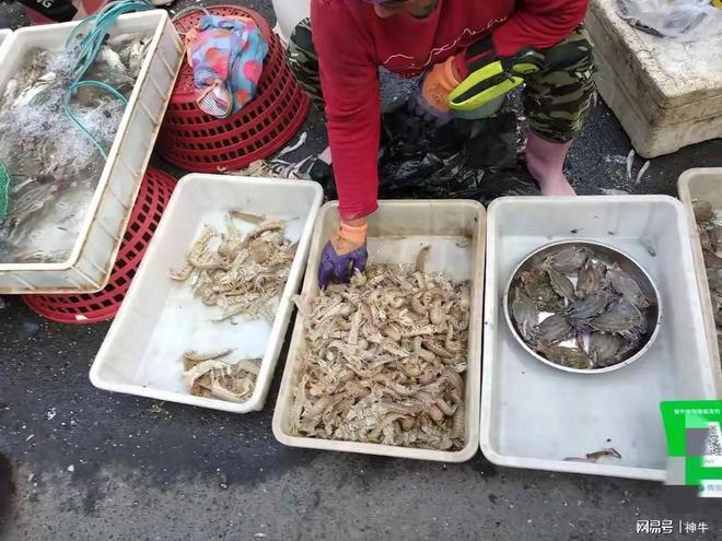 奇怪！休渔期已开始为啥还有野生海鲜卖？鱼贩：4个原因很现实(图2)