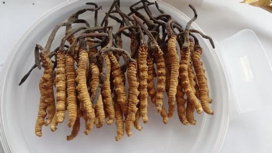 贵州道真食用菌采收忙(图1)