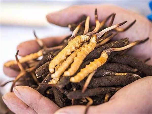 众兴菌业： 2025年半年度报告摘要(图1)