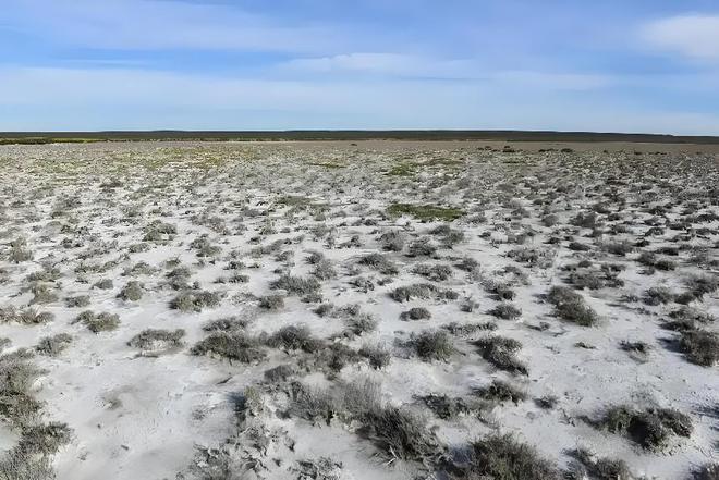 Kaiyun：国内首次！92%成活率盐碱地改造大获成功农民开启致富新篇！(图3)