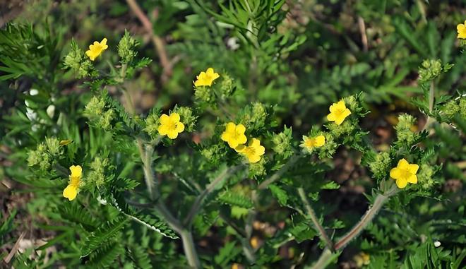 Kaiyun：国内首次！92%成活率盐碱地改造大获成功农民开启致富新篇！(图5)