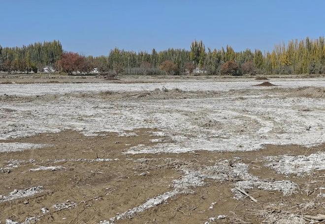 Kaiyun：国内首次！92%成活率盐碱地改造大获成功农民开启致富新篇！(图2)