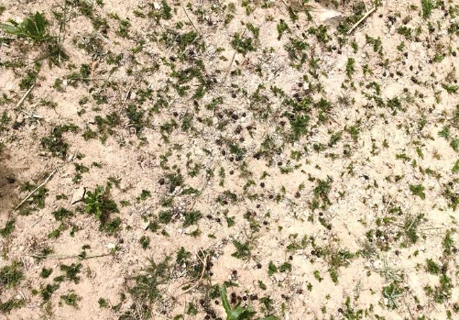 Kaiyun：国内首次！92%成活率盐碱地改造大获成功农民开启致富新篇！(图1)