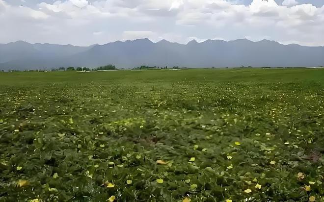 Kaiyun：国内首次！92%成活率盐碱地改造大获成功农民开启致富新篇！(图10)