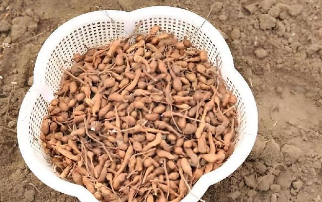 Kaiyun：国内首次！92%成活率盐碱地改造大获成功农民开启致富新篇！(图8)