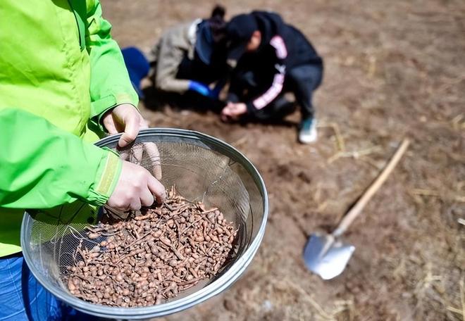 Kaiyun：国内首次！92%成活率盐碱地改造大获成功农民开启致富新篇！(图11)