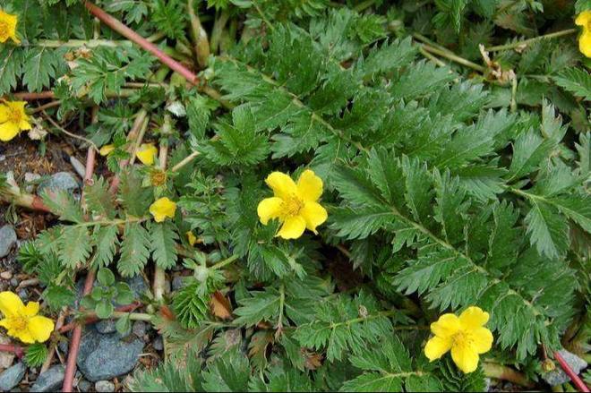 Kaiyun：国内首次！92%成活率盐碱地改造大获成功农民开启致富新篇！(图6)