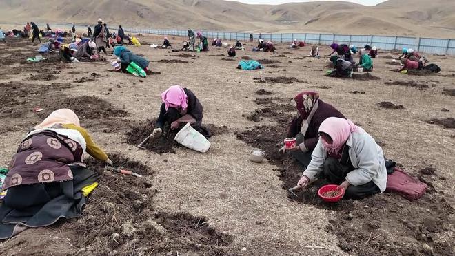 Kaiyun：国内首次！92%成活率盐碱地改造大获成功农民开启致富新篇！(图7)