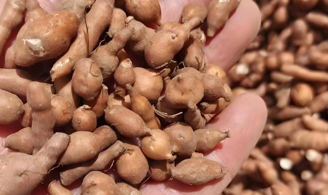 Kaiyun：国内首次！92%成活率盐碱地改造大获成功农民开启致富新篇！(图9)