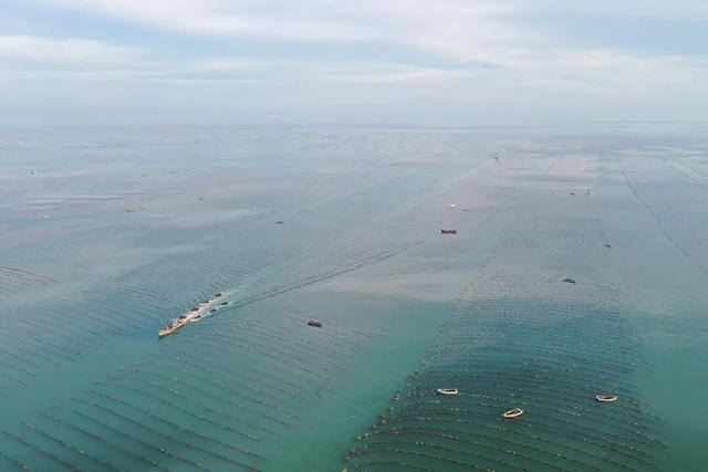 开海“一网鲜”窥见千亿链(图1)