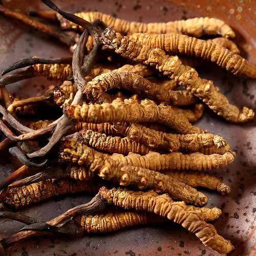 头上挂草的雄麋鹿藏着啥小心思？(图1)