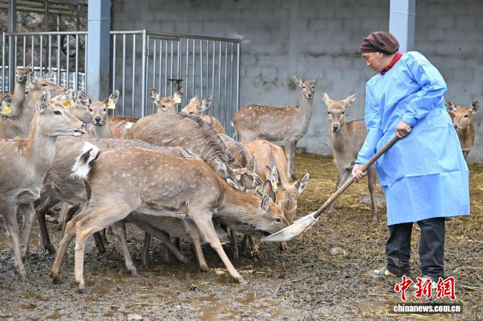西藏工布江达养鹿基地蹚出致富新“鹿”径 2025年存栏将到达1000只(图1)