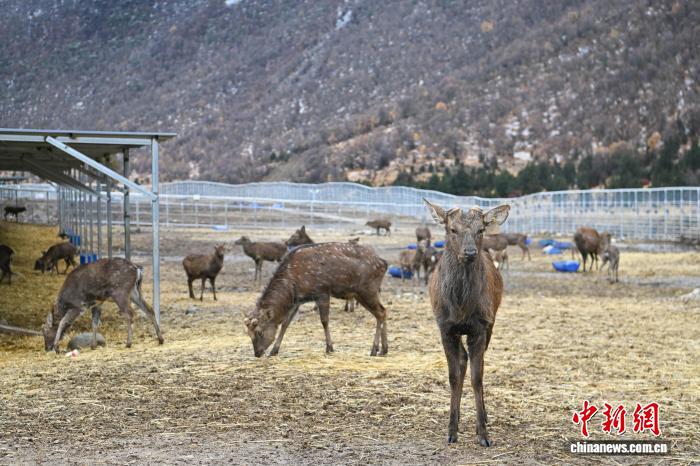西藏工布江达养鹿基地蹚出致富新“鹿”径 2025年存栏将到达1000只(图3)