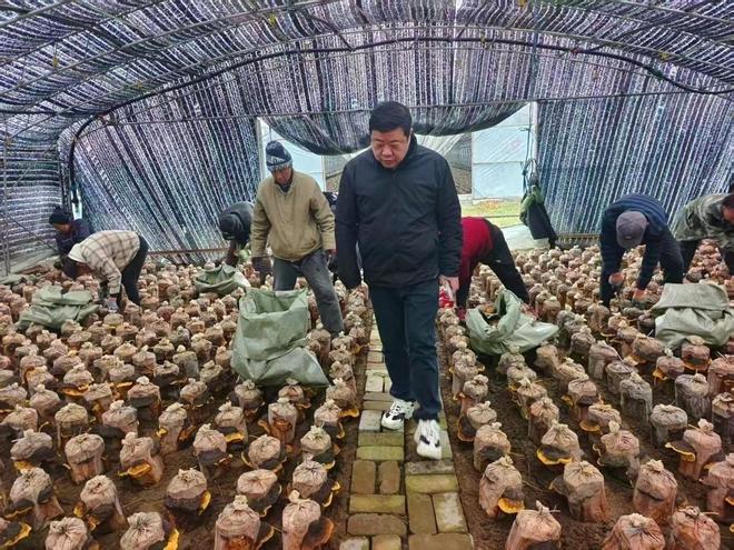 白山桑黄喜迎新丰收(图1)