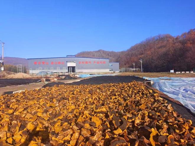 白山桑黄喜迎新丰收(图2)