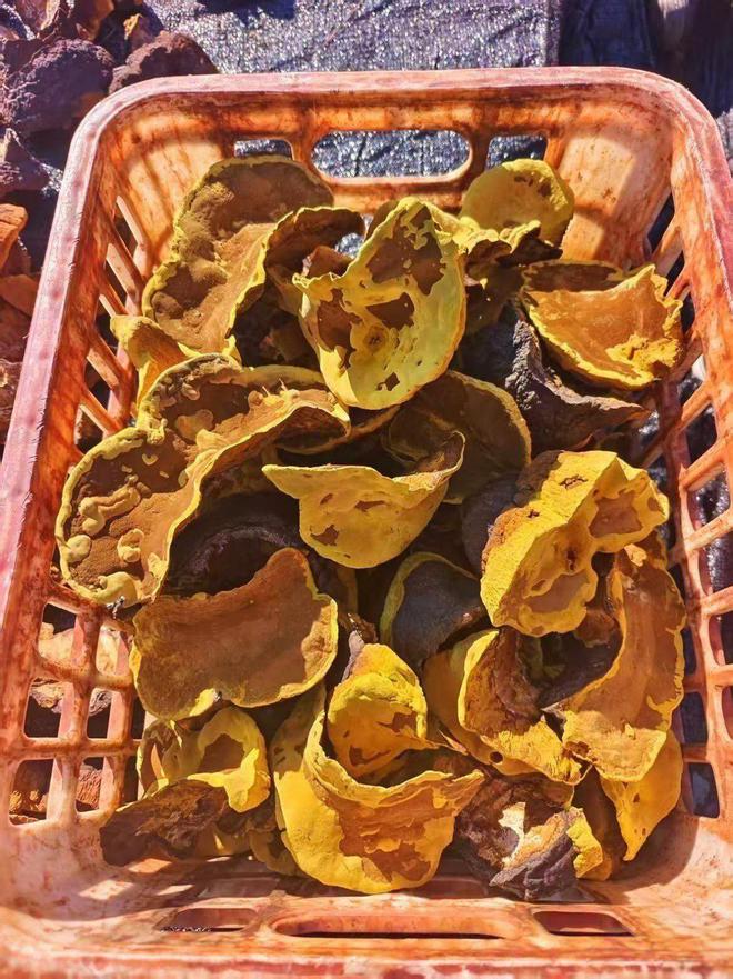 白山桑黄喜迎新丰收(图3)