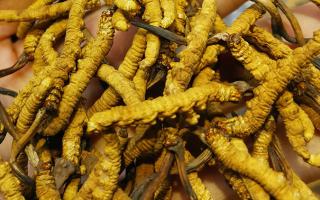 粮食稳产高产靠什么丨优化种植结构提升科技含量(图1)