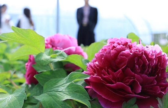 青海省农牧业产业故事之藏羊篇(图1)