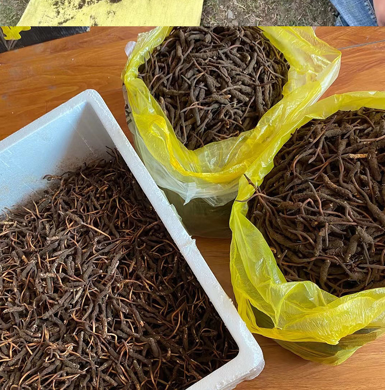 冬虫夏草行业深度研究报告：百亿市场规模人工培育方兴未艾-申万宏源(图1)