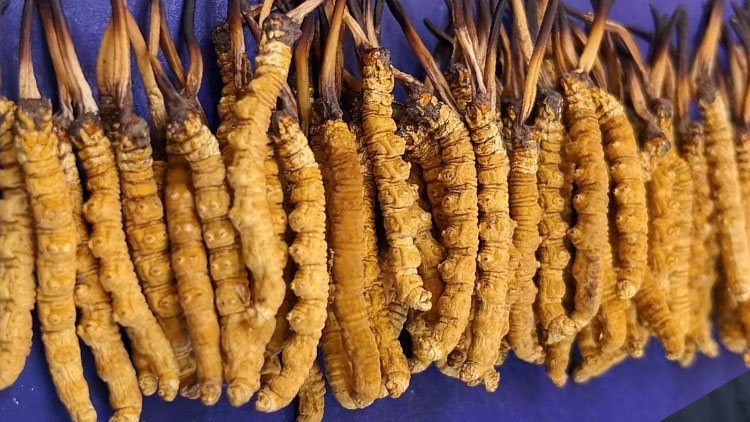 以打造产业“四地”带动青海现代化产业体系建设(图1)