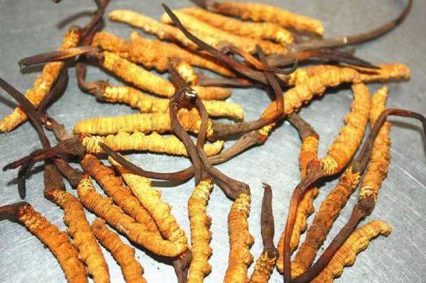 人工野外培育冻干冬虫夏草繁育虫草3000条(图1)