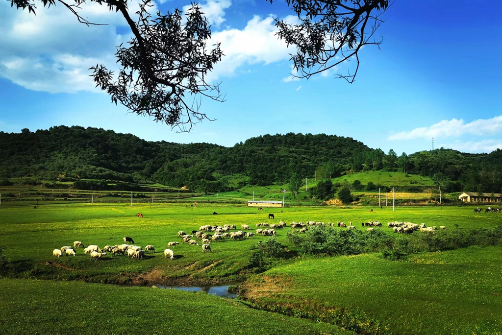 Kaiyun：涨停雷达：冬虫夏草+乡村振兴+高股息+半年报增长众兴菌业触及涨停(图1)