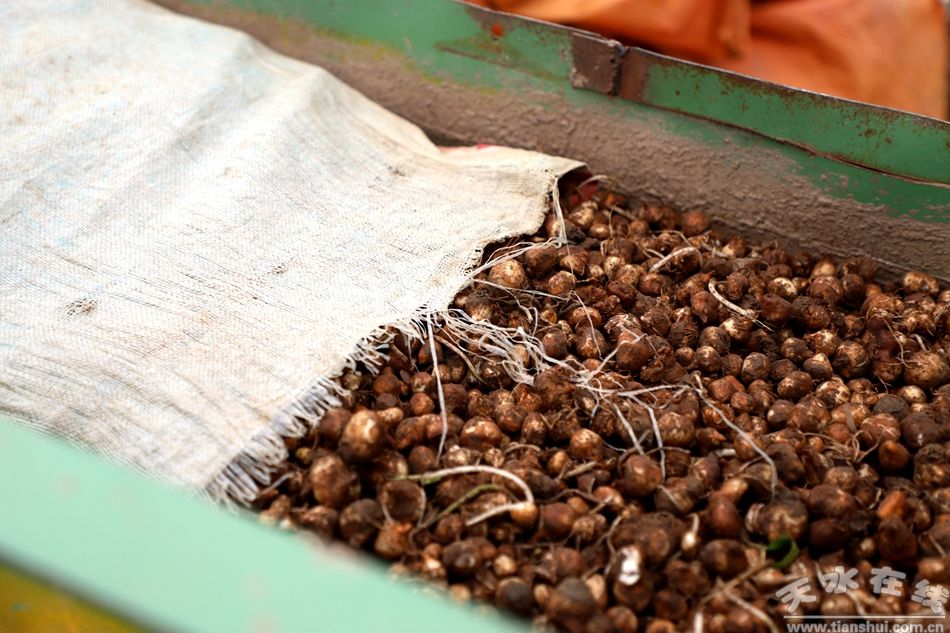 全国人大代表于安玲：30年跟庄稼打交道把议案写在济宁的田间地头(图1)