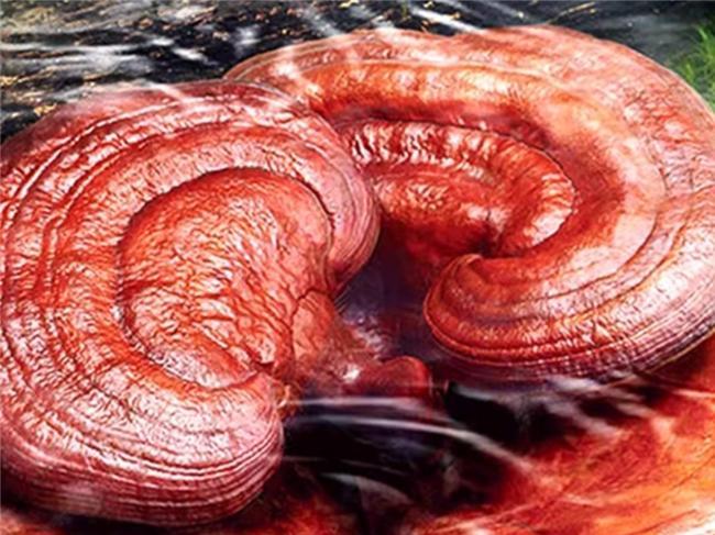 灵芝孢子粉哪个牌子性价比高？省钱又养生的秘密在这里！(图3)