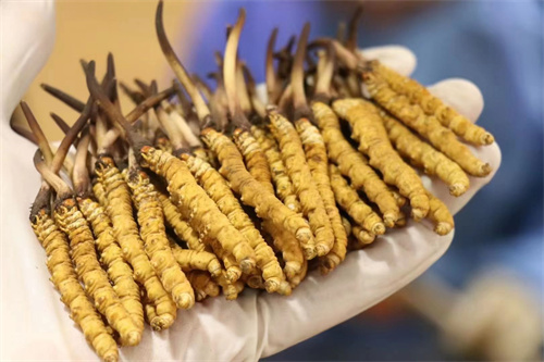 北虫草如何种植 北虫草人工栽培技术(图1)