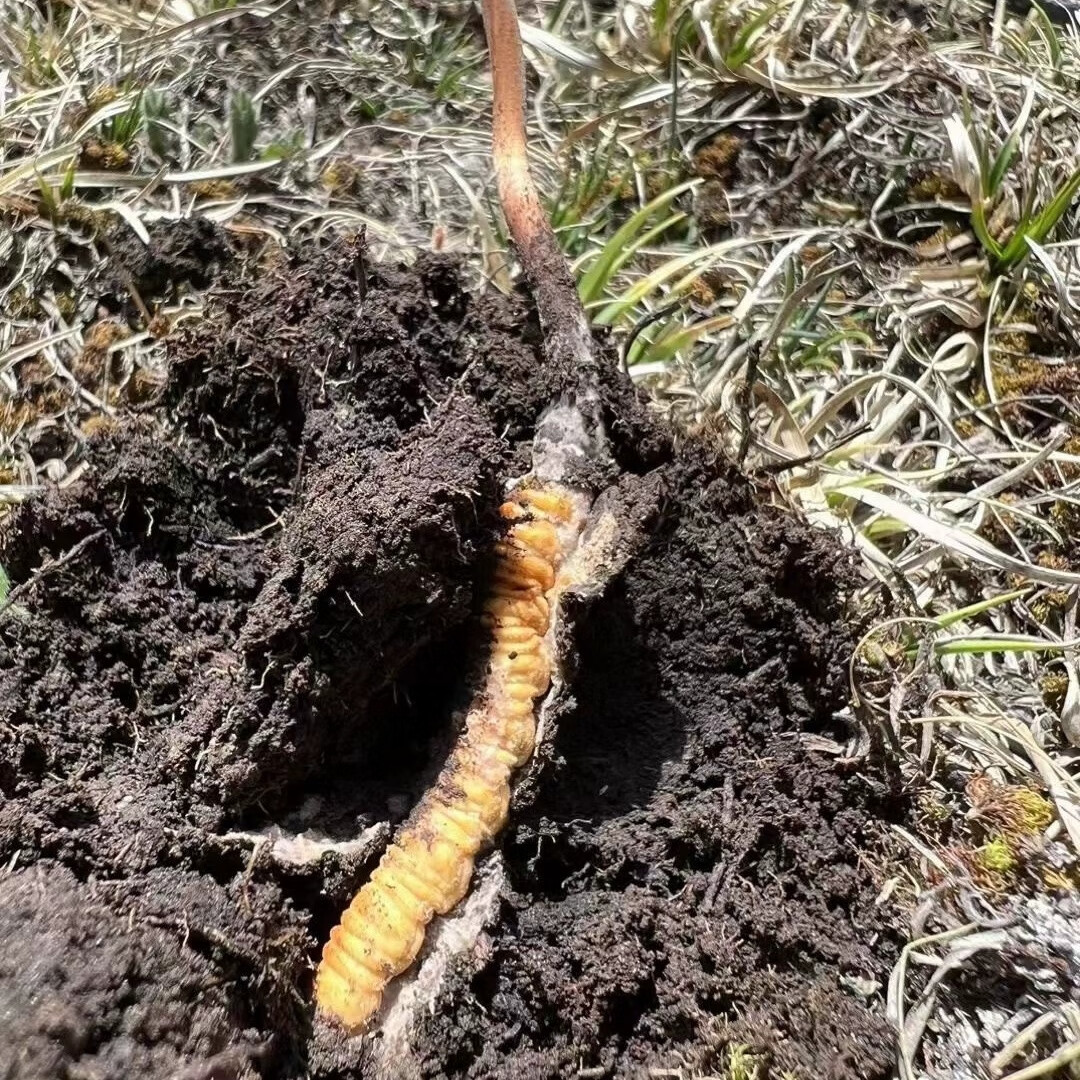 2024年冬虫夏草种植专项合作合同版B版(图1)