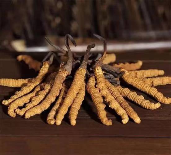 Kaiyun：冬虫夏草栽培技术介绍(图1)