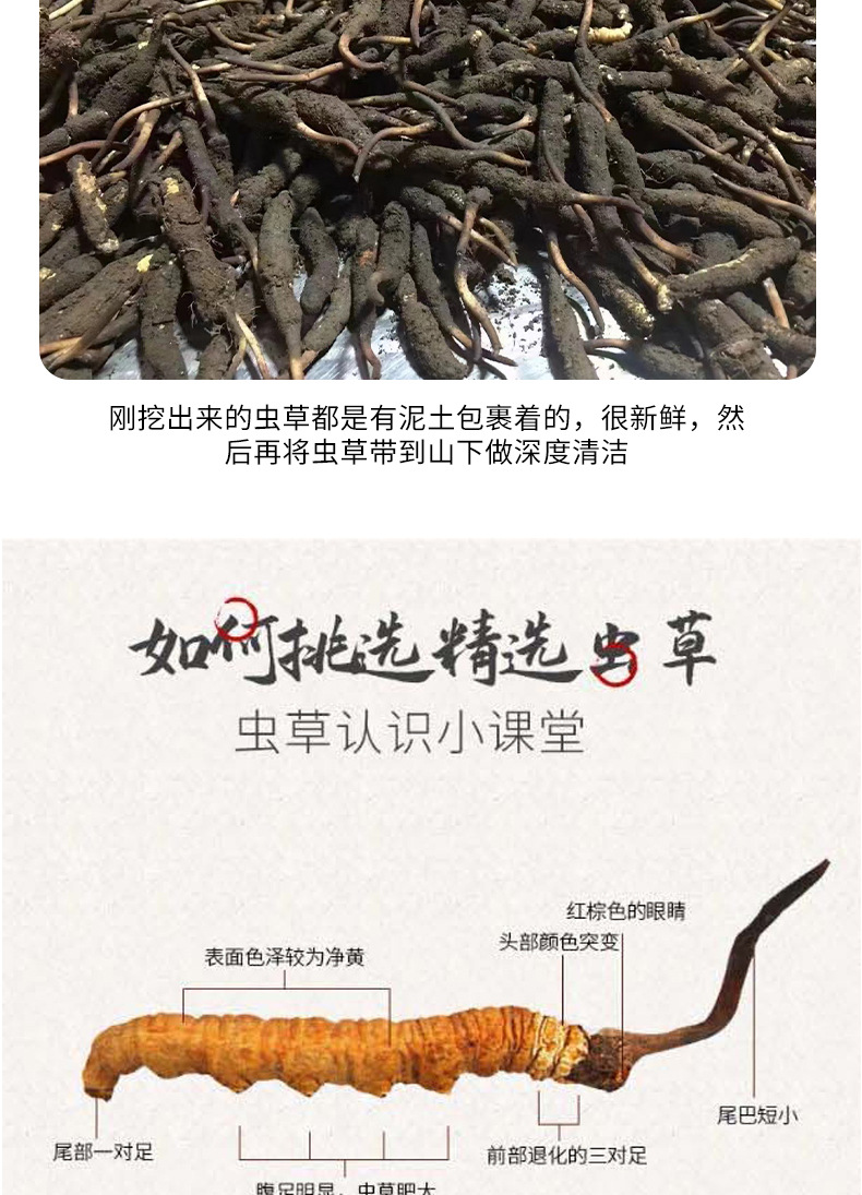 冬虫夏草种子的种植方法(图1)