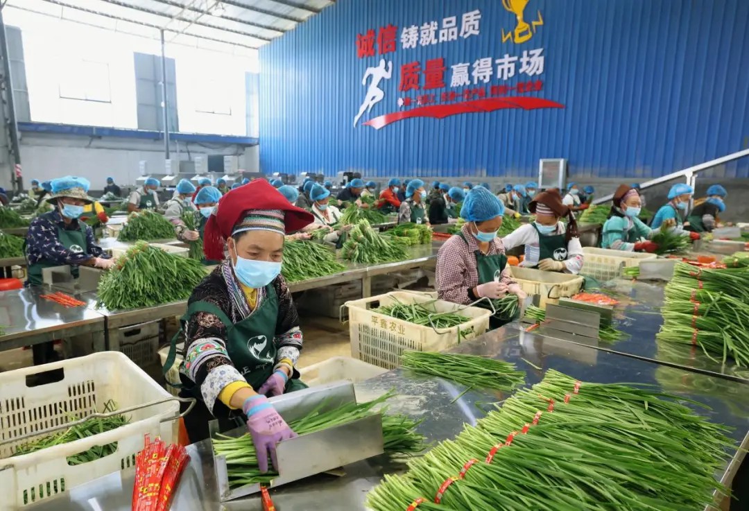 Kaiyun：云南省委书记：农民增收始终是第一位的任务_新华网(图2)