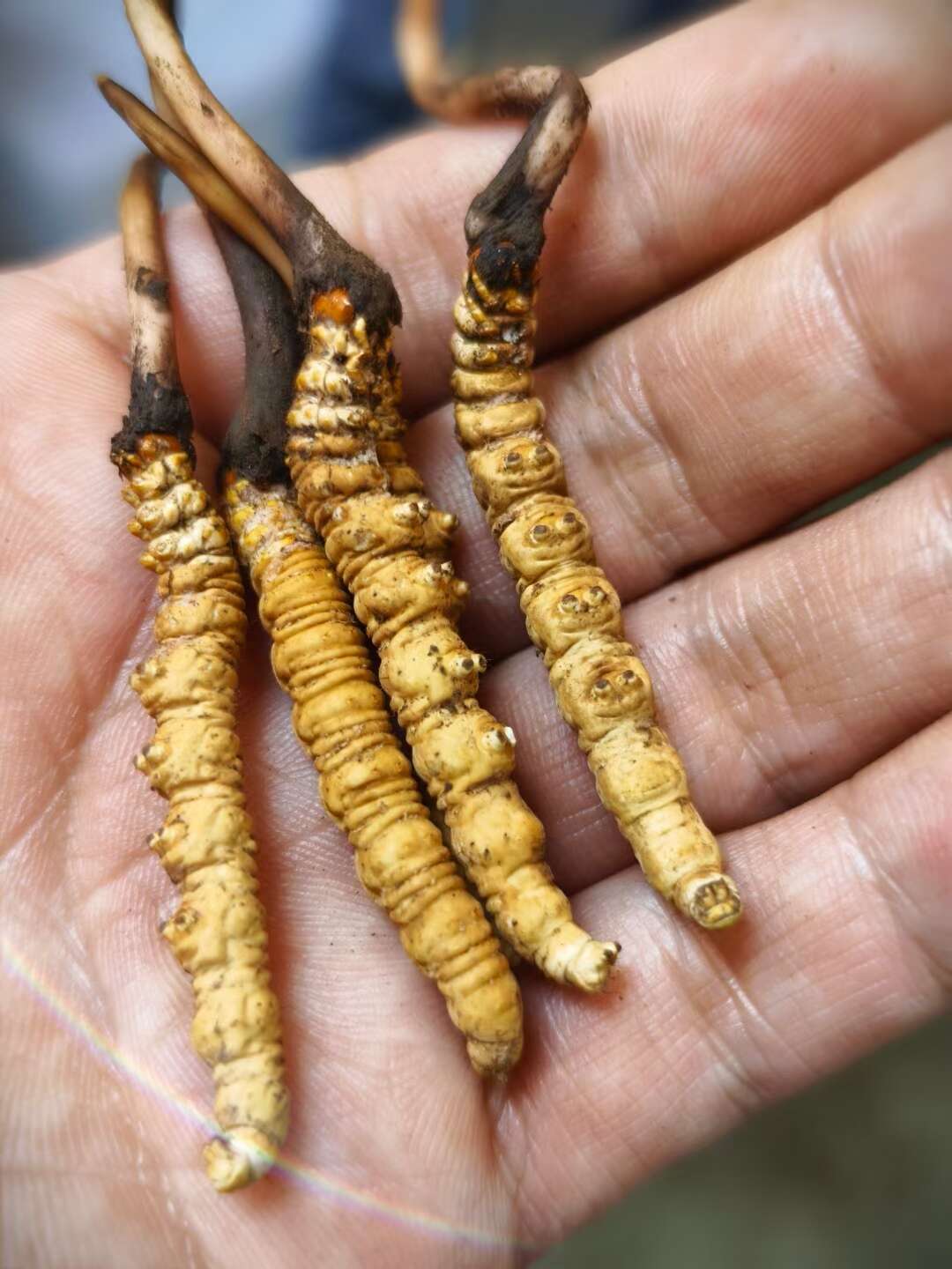 Kaiyun：桐梓县规模种植虫草菌菇(图1)